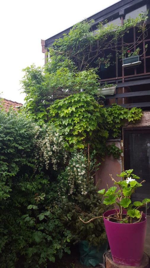 Apartmani Stojanovic Sremska Kamenica Exterior foto